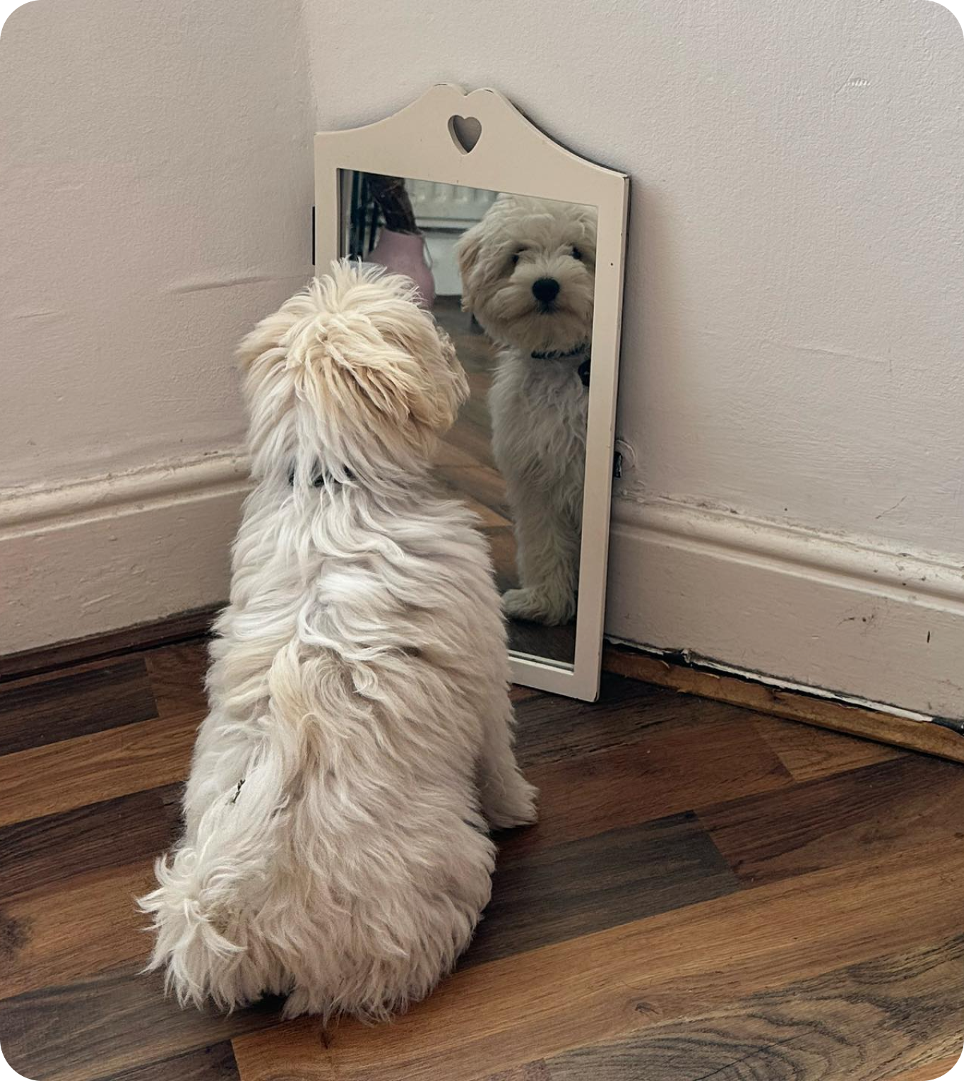 dog looking in mirror